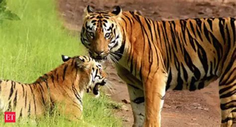 Corbett Tiger Reserve reopens for tourists - The Economic Times