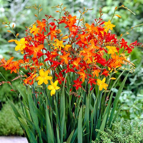 Crocosmia Planting & Growing Guide - Easy to Grow – Easy To Grow Bulbs