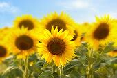 Free picture: flower, sunflower, agriculture, daylight, herb, summer, pollen, pistil