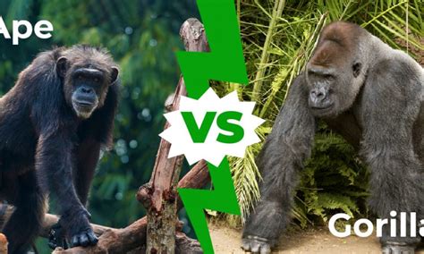 Different Between a Gorilla and Chimpanzee | Gorilla Trekking Tours