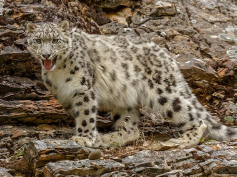 Mongolia Snow Leopard | Mongolian Adventure | GeoEx