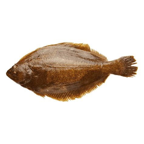 Fluke Fish PNG Images (Transparent HD Photo Clipart) | Photo clipart ...