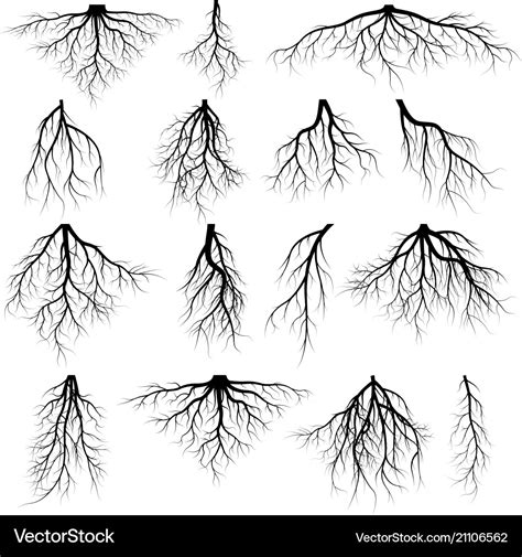 Set of tree roots Royalty Free Vector Image - VectorStock