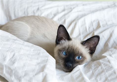 8 Cute Pictures of Siamese Cats