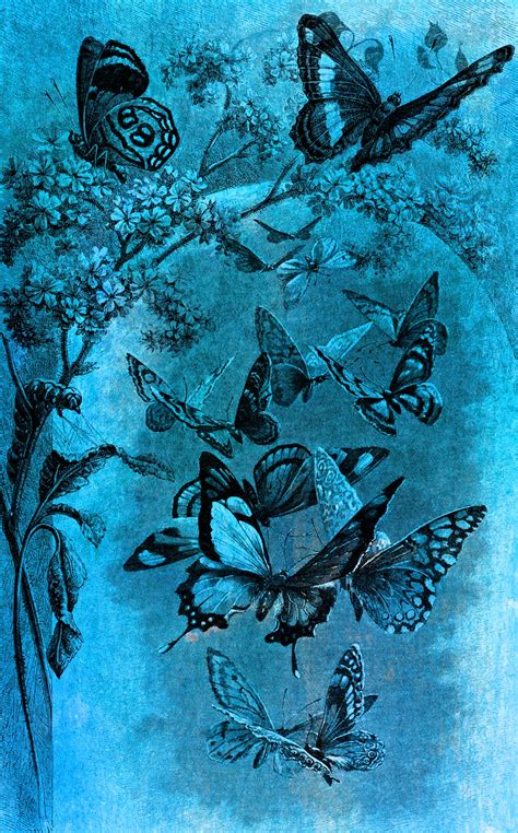Vintage Butterfly Drawing Free Stock Photo - Public Domain Pictures