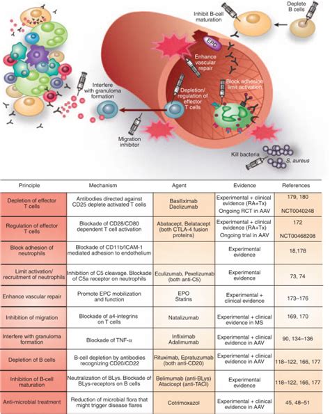 New pathophysiological insights and treatment of ANCA-associated ...