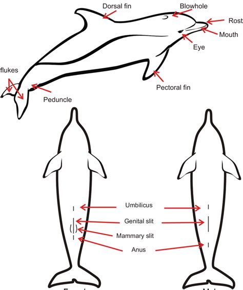 Dolphin Anatomy Diagram