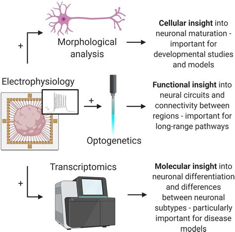 Organoids Accurate Model Of Complex Cell Function Oxford Instruments ...