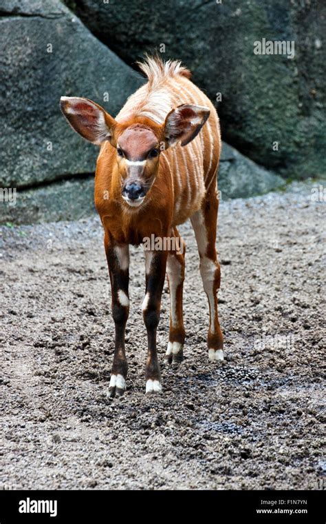 bongo antelope in natural habitat,Tragelaphus eurycerus Stock Photo - Alamy