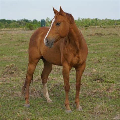 Bess | Habitat For Horses