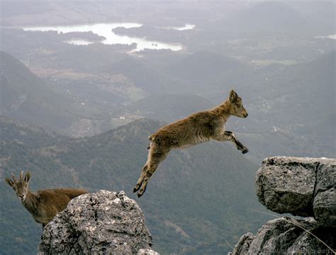 Mountain goat jumping [2048 x 1552] : r/wallpapers