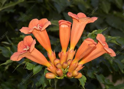 Trumpet Vine flowers - Stock Image - C025/9264 - Science Photo Library