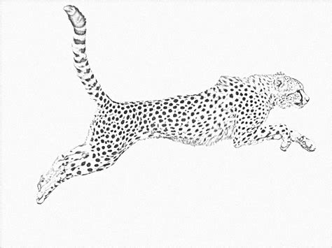 Cheetah lineart (free) by LineCrazy on DeviantArt