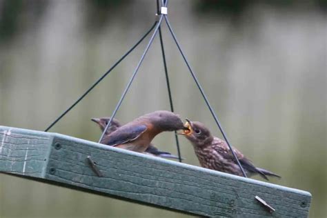 Where Do Bluebirds Go After They Fledge - Gardenia Organic