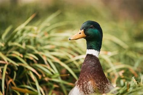 What is the loudest mallard duck call? - Birdful