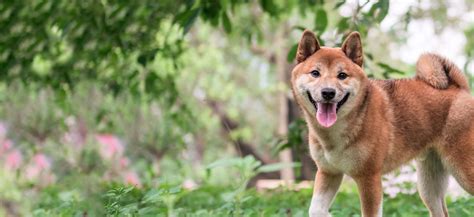 Shiba Inu Adoption: Shiba Inu Puppies For Sale and Adoption - Adoptapet.com