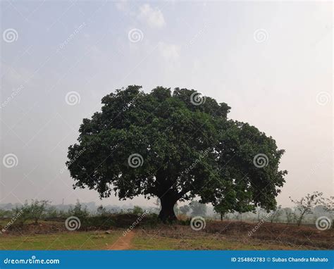 Giant banyan tree. stock image. Image of landscape, garden - 254862783