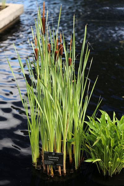 Buy Pond Cattail buy common pond plants Typha latifolia– Pond Megastore