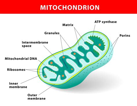 Who is Actually Credited to Having Discovered the Mitochondria ...