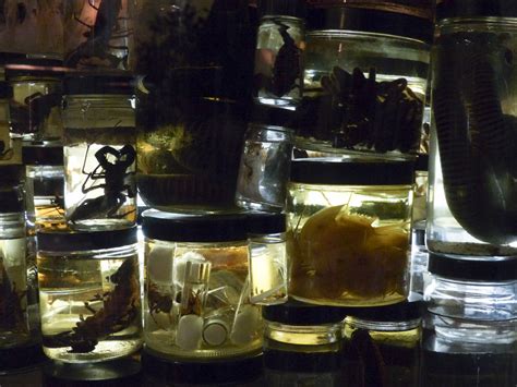 Bugs In Jars Free Stock Photo - Public Domain Pictures