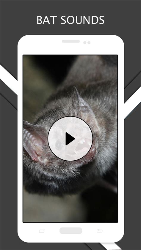 Bat Sounds - App on Amazon Appstore