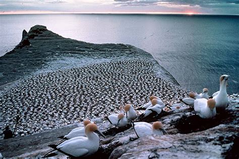 Cape Kidnappers colony – Gannets and boobies – Te Ara Encyclopedia of ...