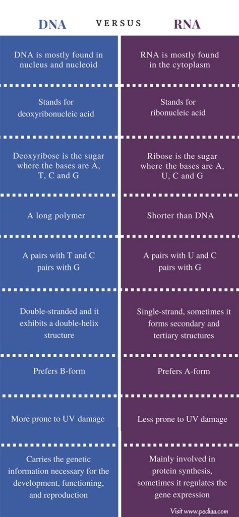 Difference Between Dna And Rna Structures