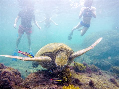 Galapagos | Spectacular Snorkeling at Los Tuneles - Bold Travel