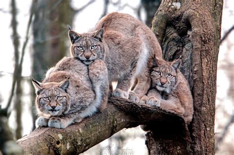 Seems to be a little bit overcrowded in here... (female lynx and her two cubs) | Cats, Animals ...