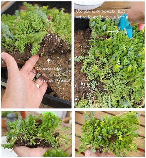 Kind of how-to on separating the succulent ground cover from the tray ...