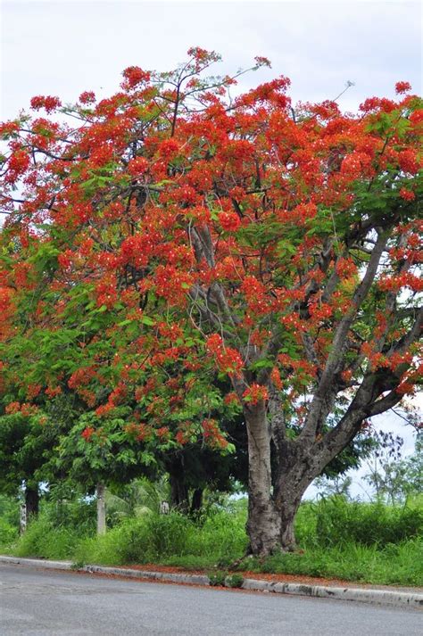 El Flamboyan de mi parque | Garden, Puerto rico, Plants