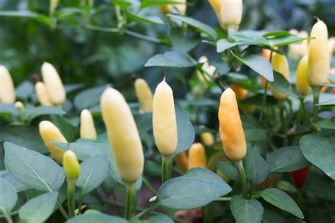 How to Grow Ornamental Peppers | Garden Design