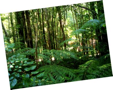 Temperate Rain Forest - Biomes