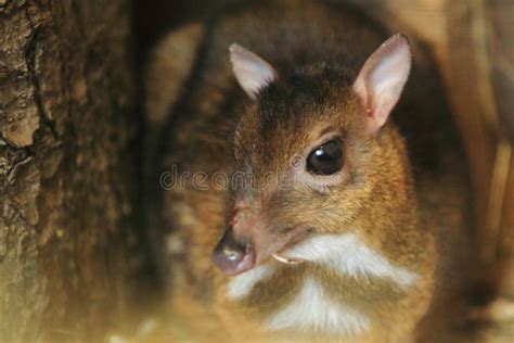 Philippine mouse-deer stock photo. Image of philippine - 34207674