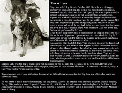 Togo the Sled Dog by xZethanyx on DeviantArt