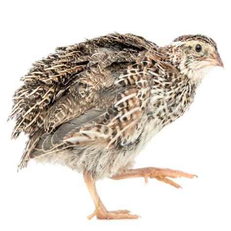 Northern Bobwhite Quail Eggs | Strombergs Chicks & Game Birds