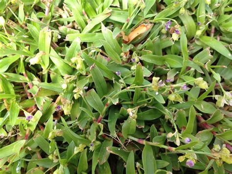 Doveweed: A Warm Season Turf Problem Most Visible In Fall » Newsletters