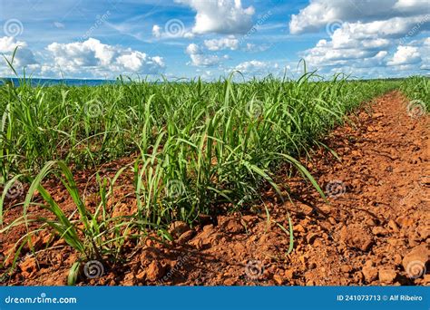 Sugar Cane Seedlings Planted in a Field Stock Image - Image of crop, farm: 241073713