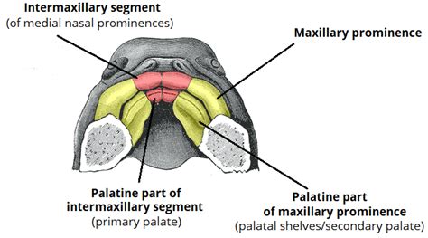 Development of the Face - Nose - Palate - Cleft Lip - TeachMeAnatomy