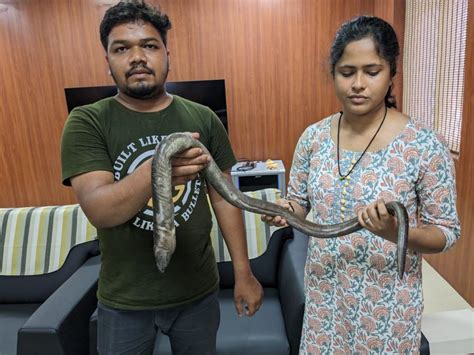 New eel discovered in Odisha after researcher mistakes it for another ...