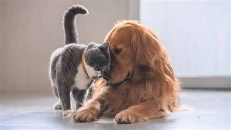 Daily Dose Of Cute: Watch These Adorable Dogs Cuddling With Their Cat ...