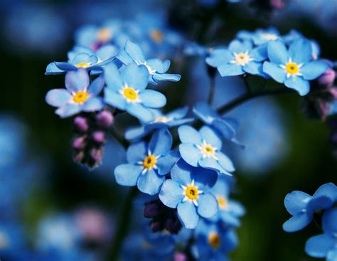 Beautiful Wildflowers of Denali National Park | A Trish Out of Water