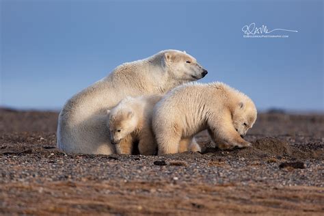 Polar Bears In Alaska, Best Places To See Them