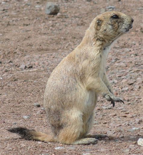 Black-tailed prairie dog - Wikipedia