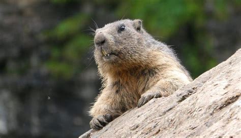 Marmot Day – February 2, 2025