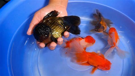 Giant Oranda for your Goldfish Tank & Pond - 1/2 | Goldfish tank ...