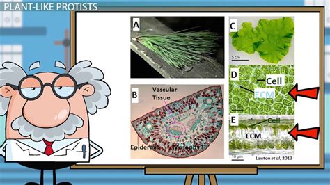 Plant-Like Protists | Characteristics & Examples - Lesson | Study.com