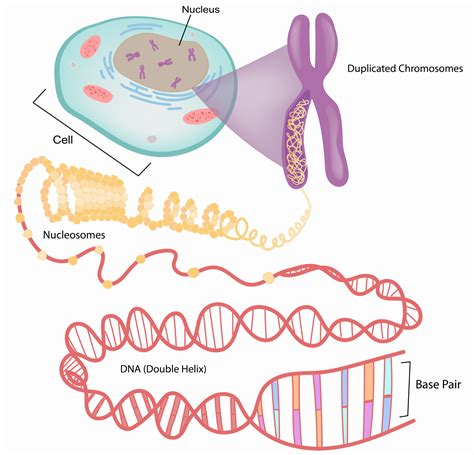 How Many Genes In Humans