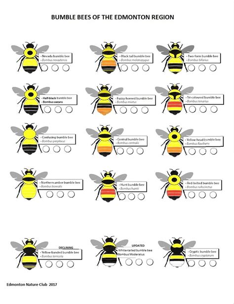 Bumble Bee Chart - The Edmonton Nature Club