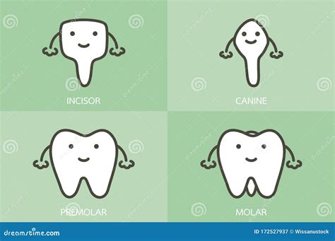 Premolar And Molar Tooth Crown Installation Over Implant - Concept. 3D ...